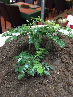 カレーリーフ