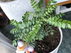 カレーリーフ
